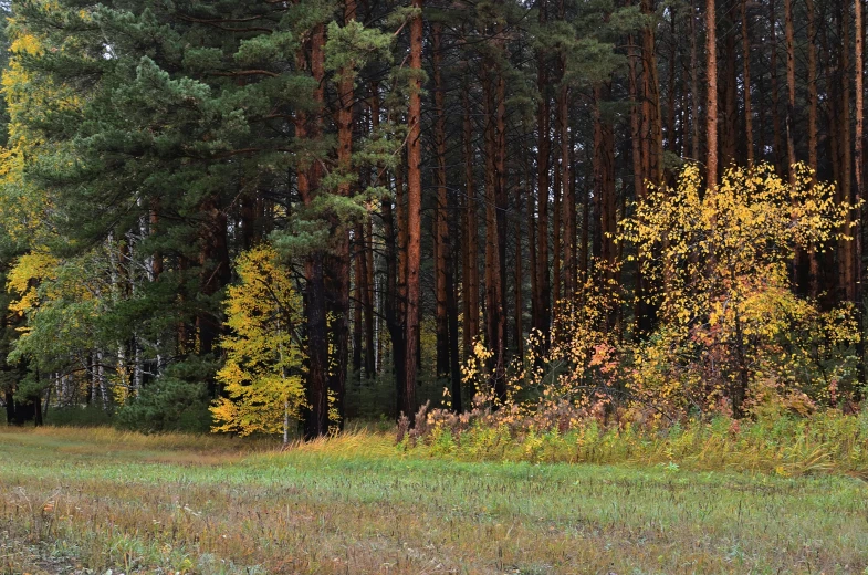 the red stop sign is next to a group of pine trees