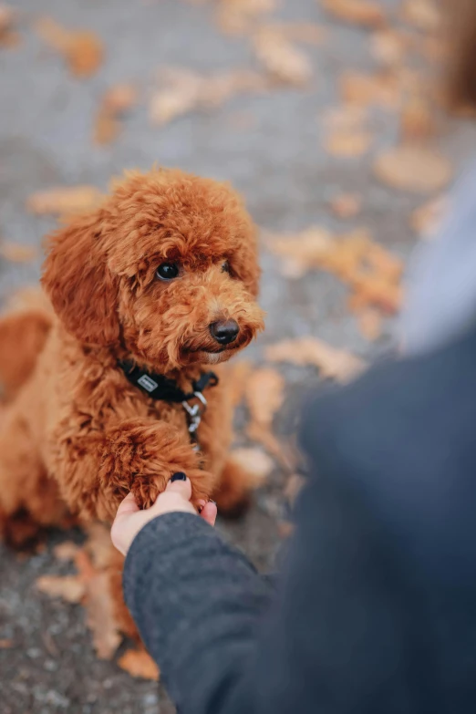 red poodle getting petted by someone with his hand