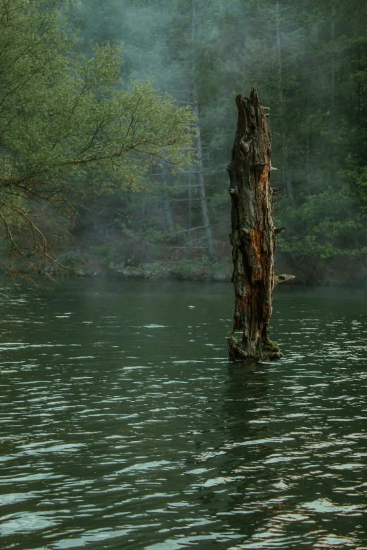 a tree stump sticking out of water surrounded by a forest