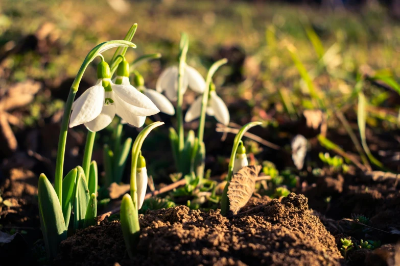 many small flowers are blooming out of the dirt