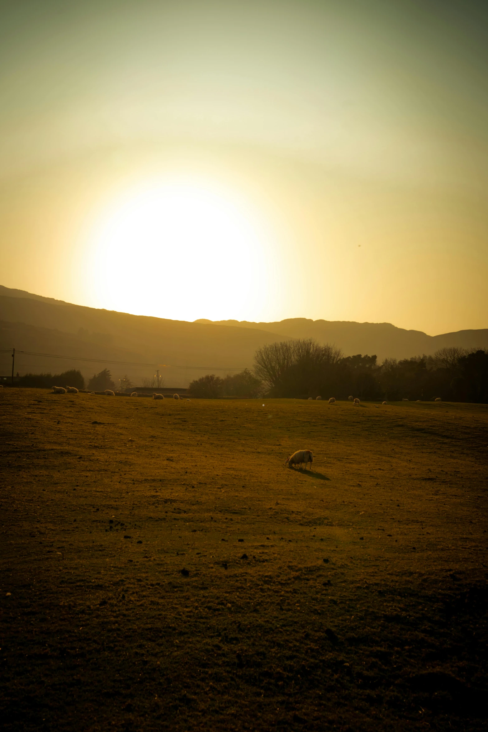 sheep are grazing in the pasture under the sun