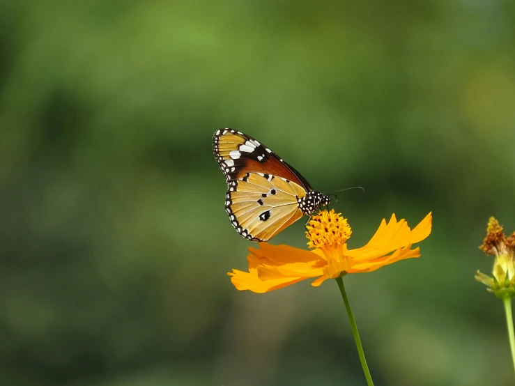 a small erfly sits on top of a yellow flower