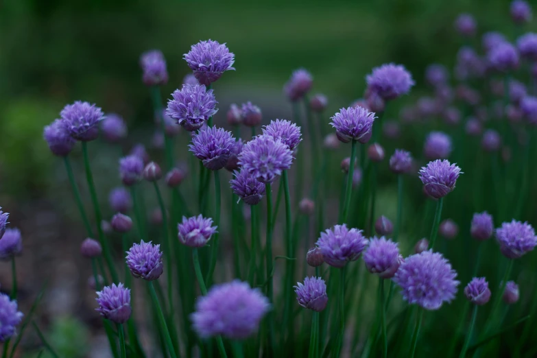 a close up of some purple flowers