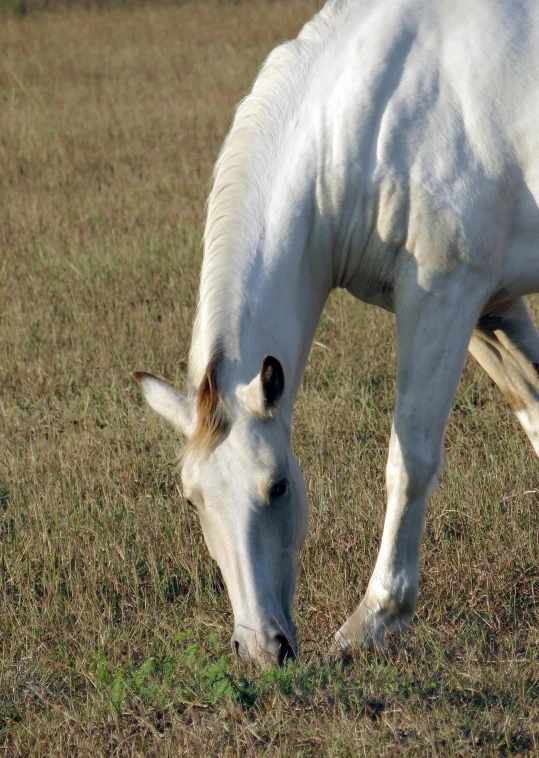 a horse eating grass in a field while looking at the ground