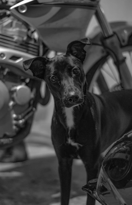 a black and white po of a dog and a motorcycle