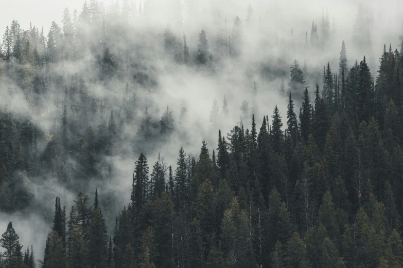 fog rolling over and over a mountain and forest