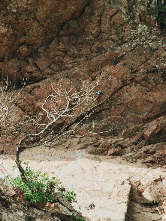 small tree with short white nches in a rocky area