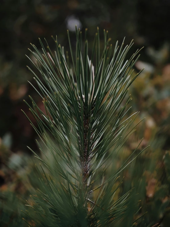 a bird is perched on the nch of a pine tree