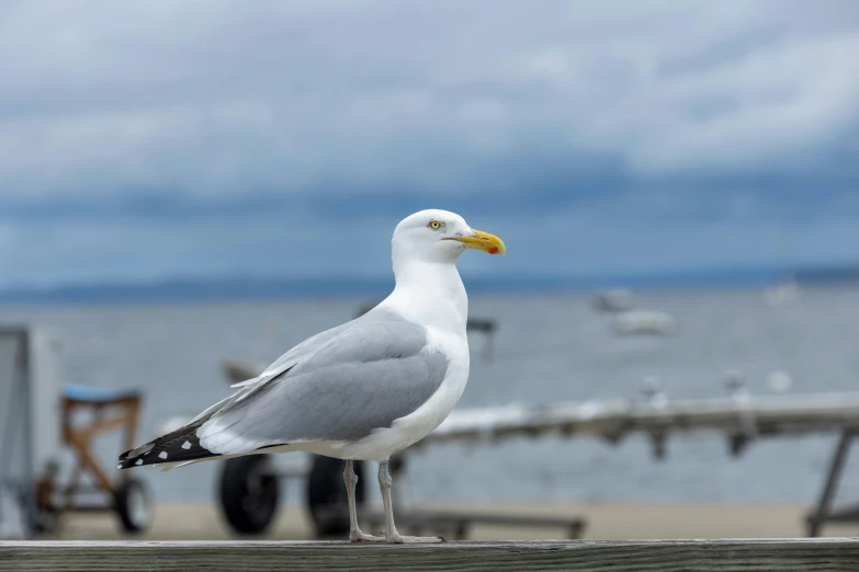 a bird sitting on top of a wooden fence near the ocean