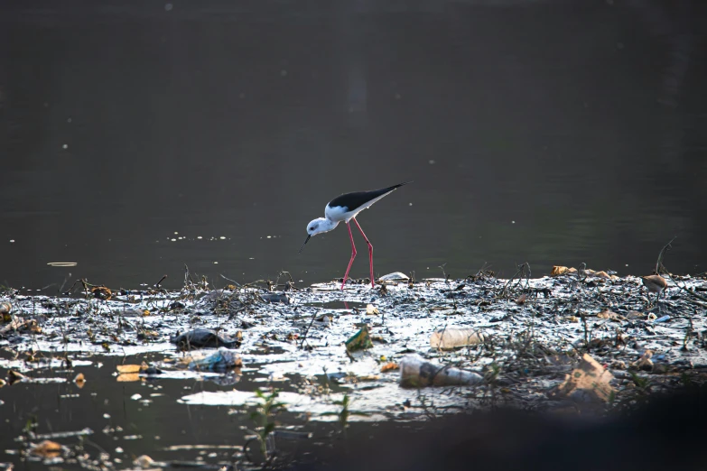 a small bird is standing alone in the water