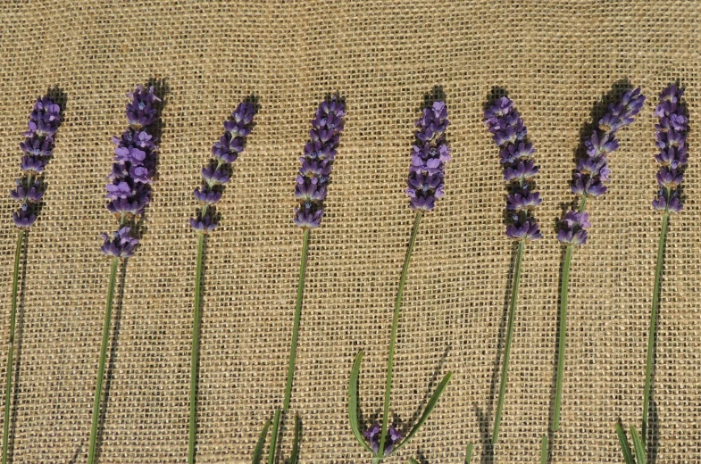 six purple flowers are arranged near the edge of burlock