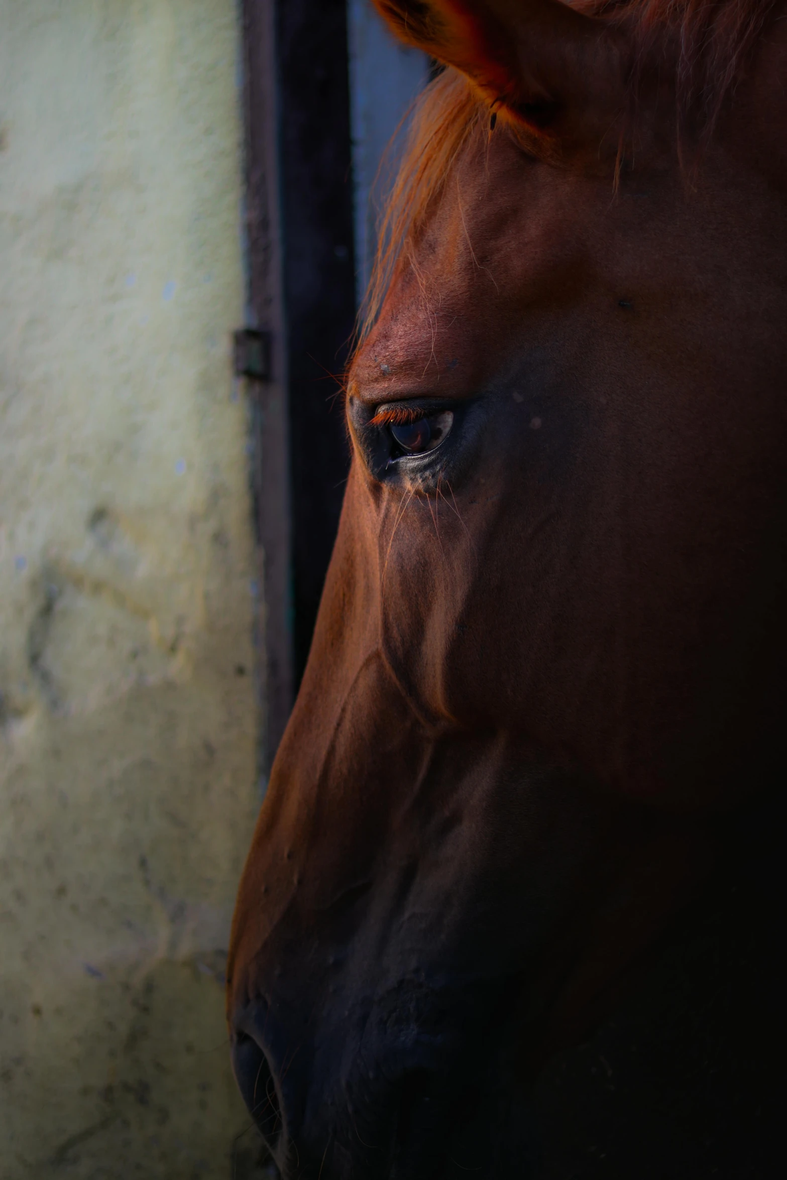 a dark colored horse with the eye opened