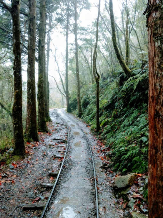 a railroad track is in the middle of a forest