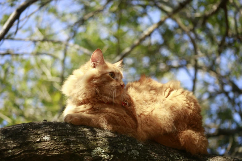 a cat laying on top of a tree nch