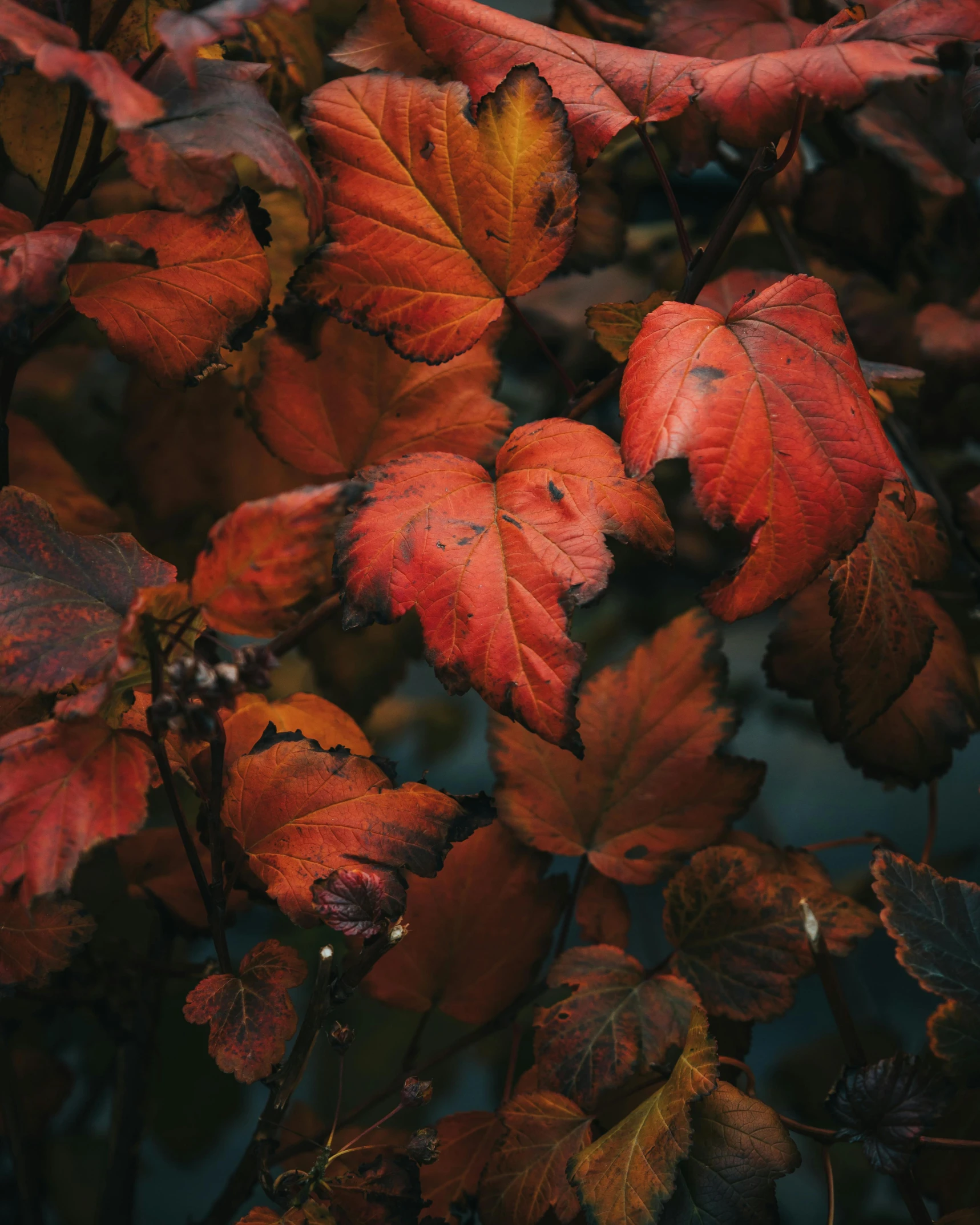 a bunch of leaves with no flowers or leaves