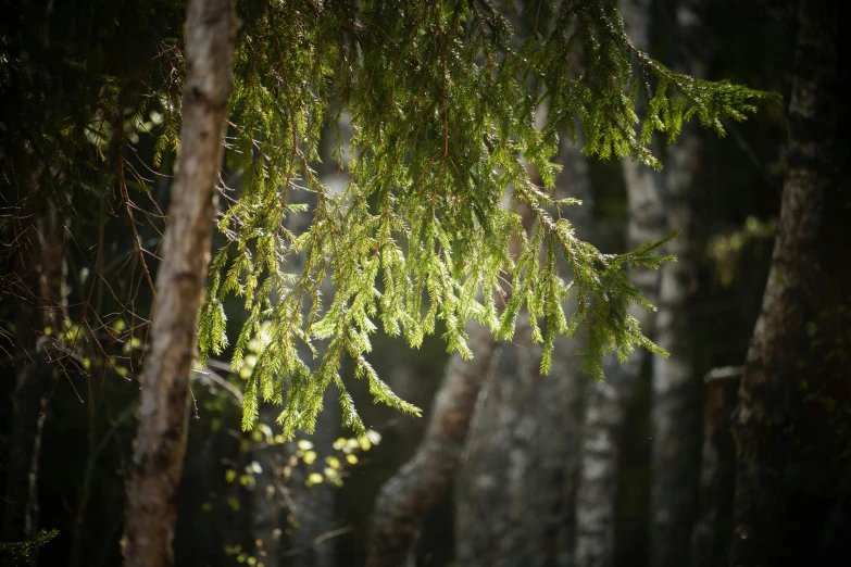 trees that are in the middle of the woods