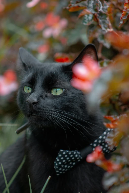 a black cat with a bow tie sitting in some bushes