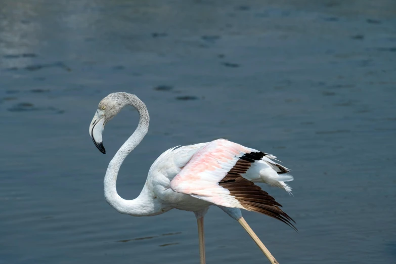 a white bird standing on top of a body of water