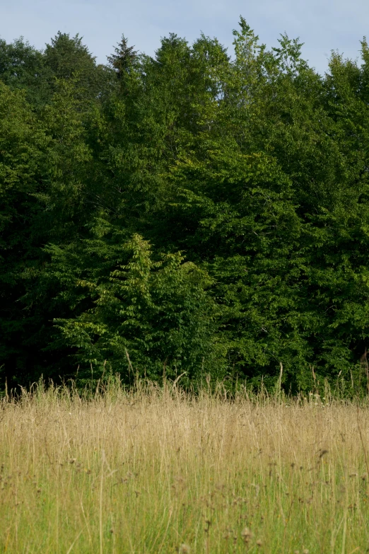 giraffe standing on grass in front of a forest