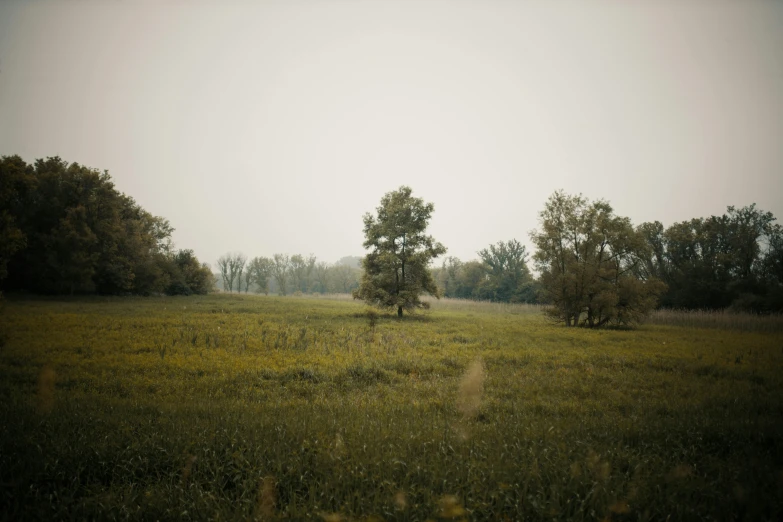 a field with a lone tree on the grass