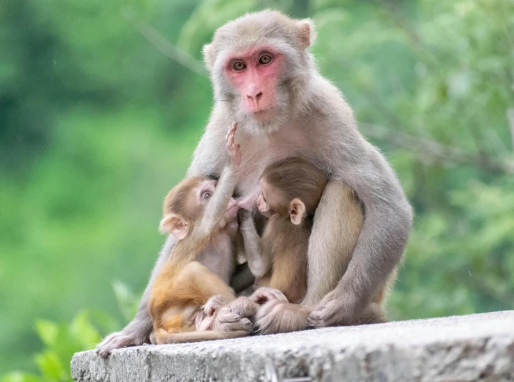 two monkeys are sitting on a stone ledge