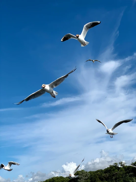 a flock of seagulls are flying in a blue sky
