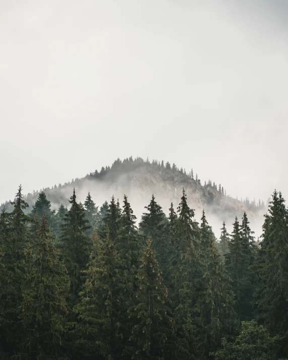 trees in the foreground with a hill in the background