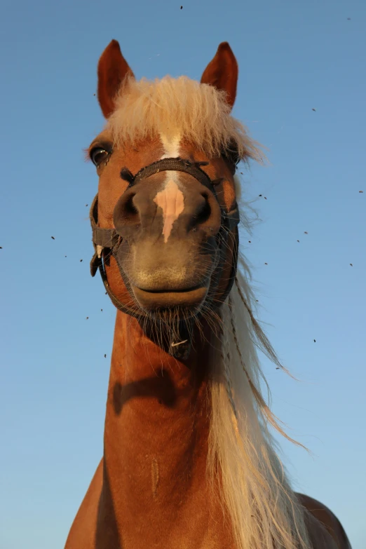 a horse that has some kind of wig on its head