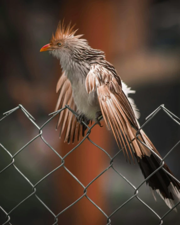 a large bird with very long, orange and orange feathers