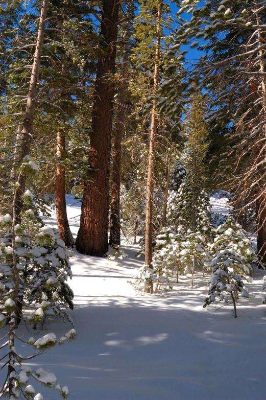 a snow covered forest with tall trees and a bright blue sky