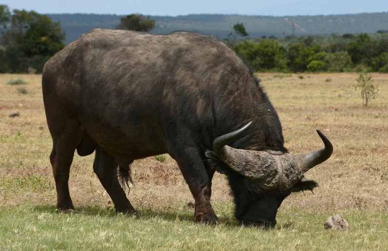 a large brown animal with big horns eating grass