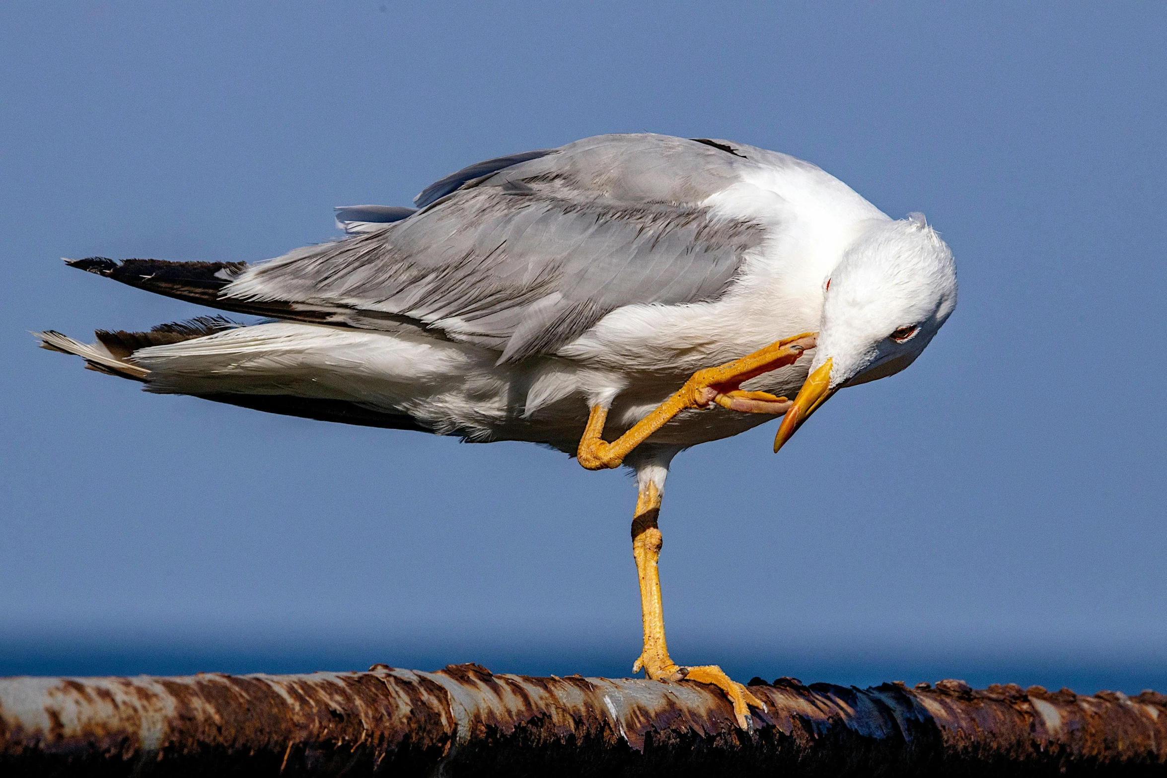 a large gray and white bird standing on top of metal rods