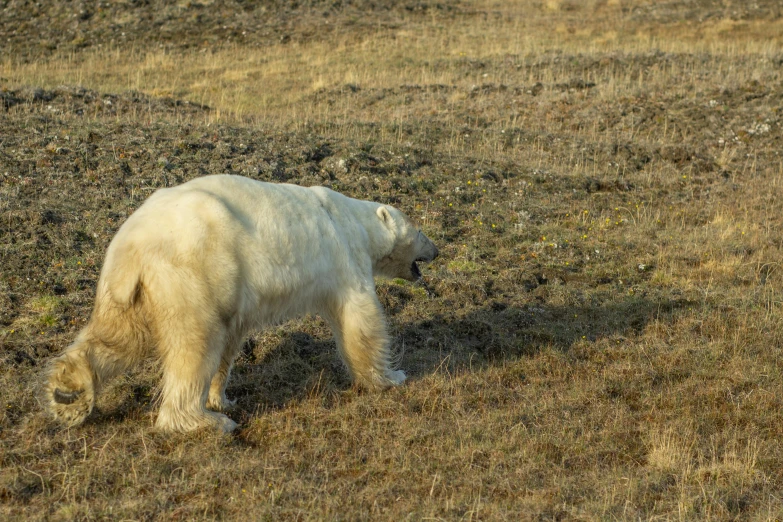 the polar bear is walking on the dry grass