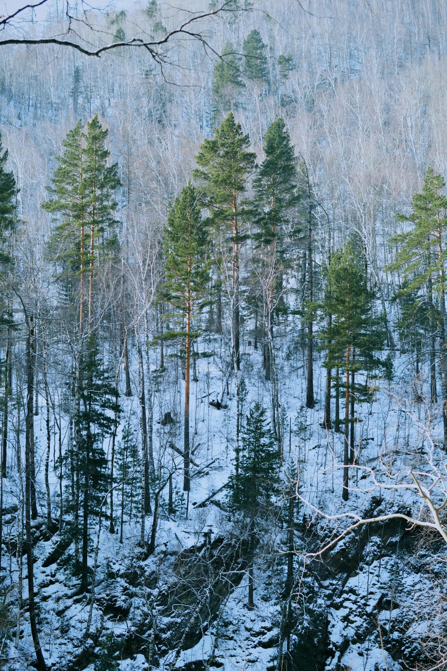 some trees and snowy ground with one being snowed