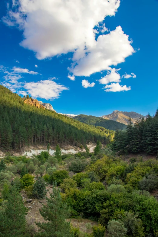 many trees in the valley are lush and green