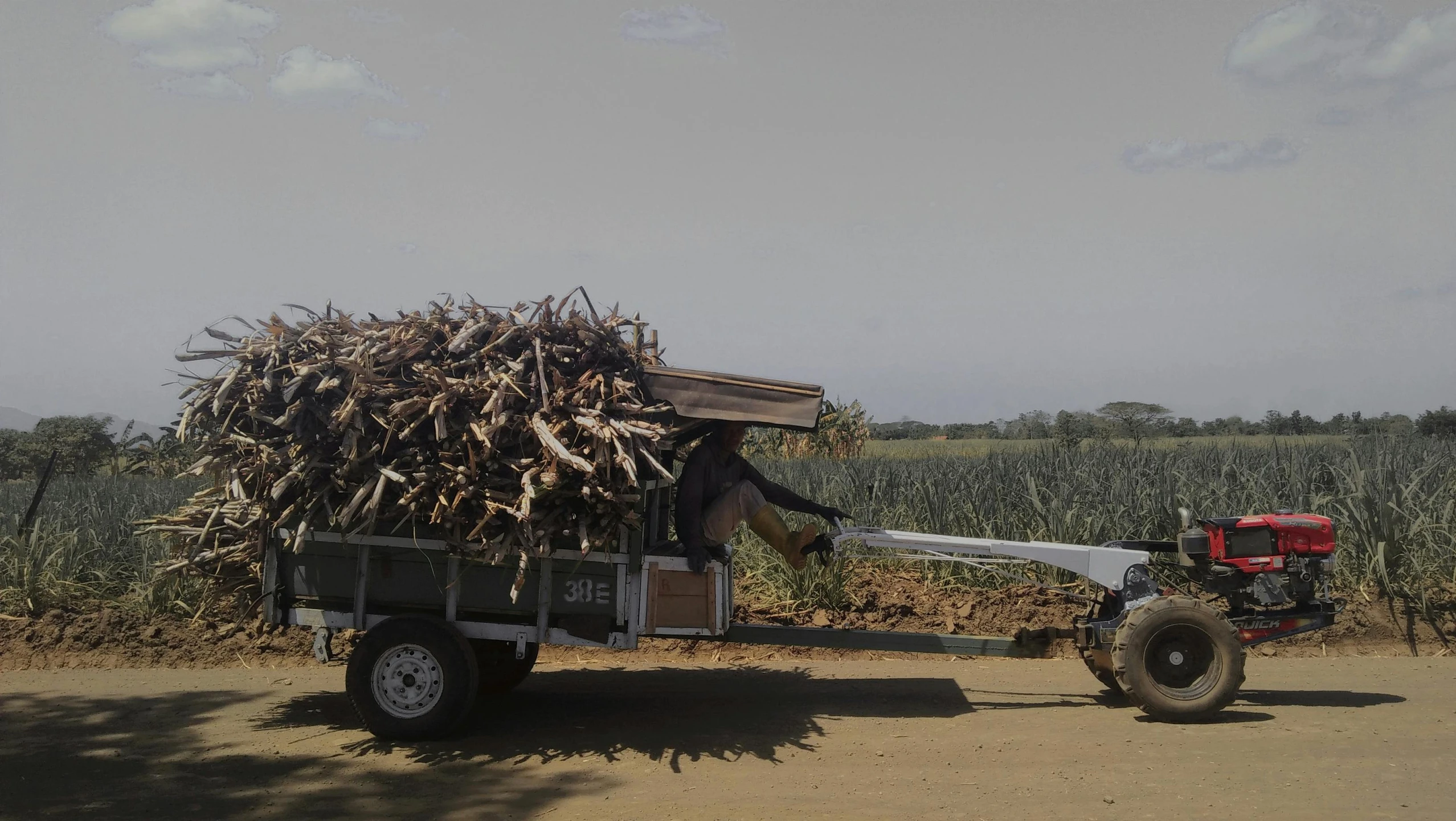 a tractor trailer loaded with cut plants on a rural road