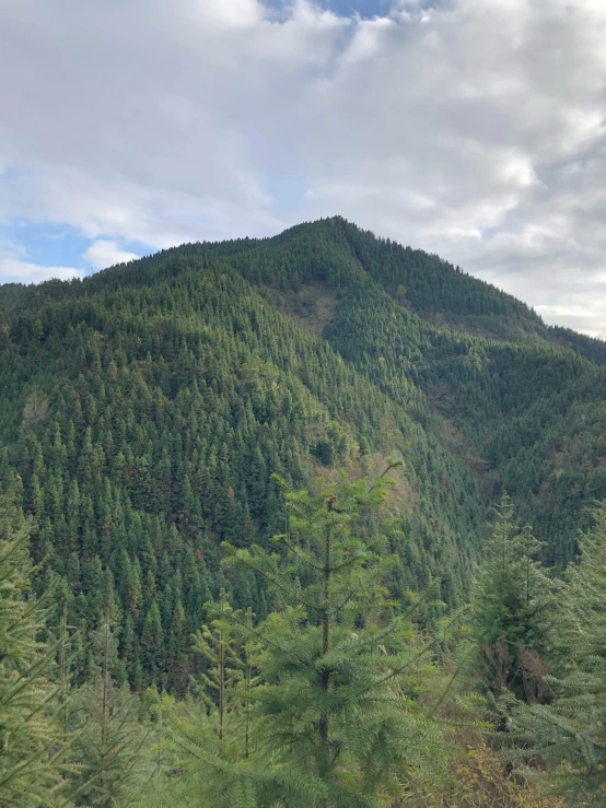 a lone brown bear in the trees near the mountains