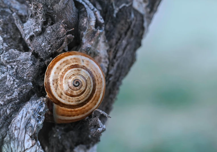 a brown snail walking along a tree