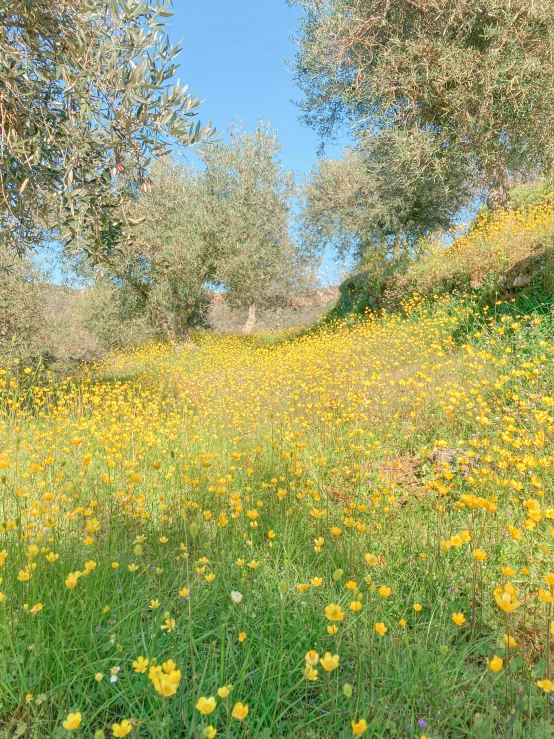 a field that has yellow flowers on it