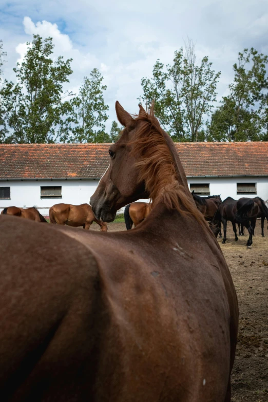 a brown horse standing next to other brown horses