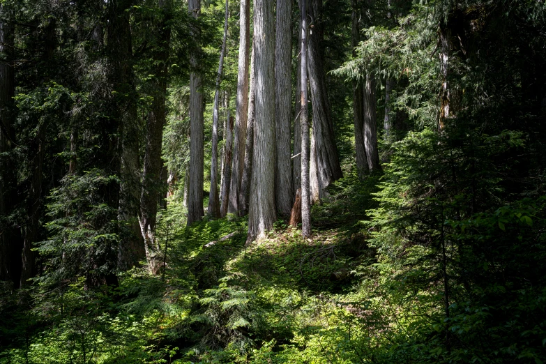 this is the path to a very tall tree