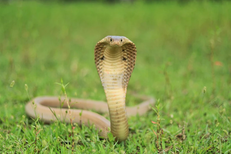 a brown snake standing in the grass in front of a snake