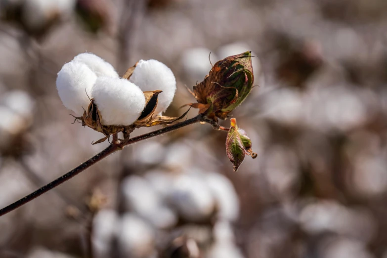 cotton flower and buds in front of blurry foliage