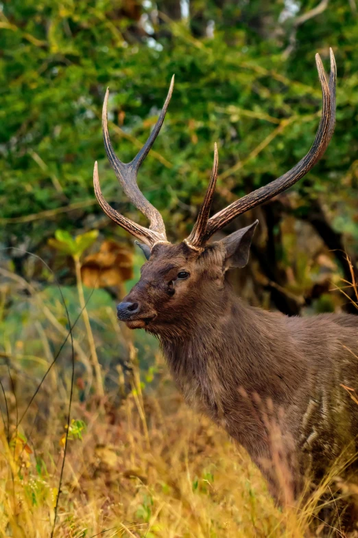 a deer standing in the middle of a grassy field