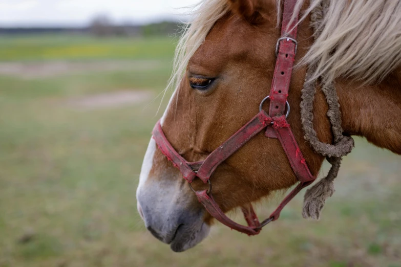 a horse that is on a field of grass