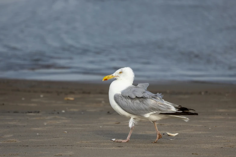 two seagulls standing on the sand near the water