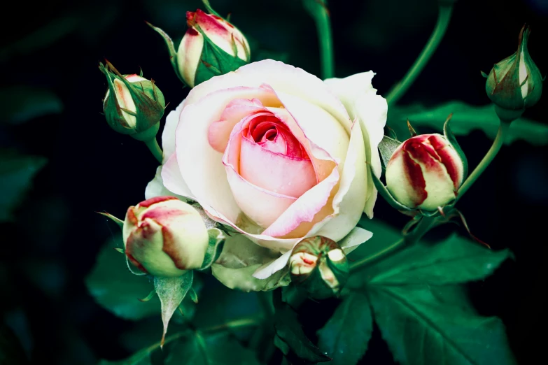 a flower with leaves and a bud open