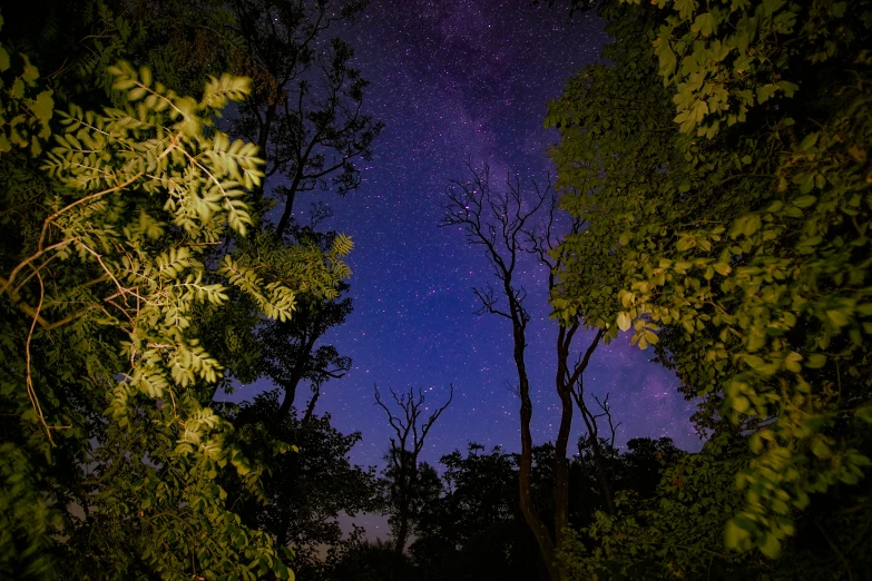 some trees are shown as they are lit up