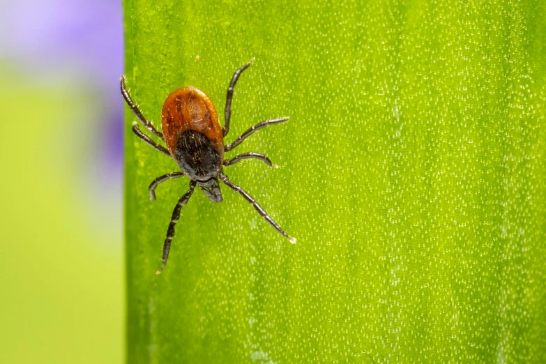 a red spider crawling on a green leaf