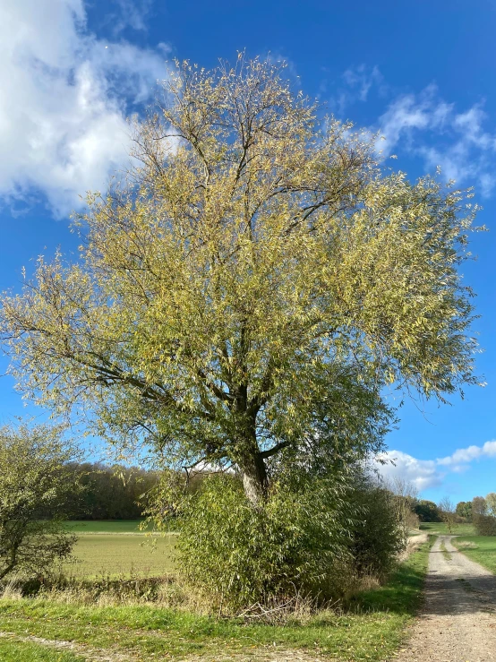 tree with many leaves in a park area